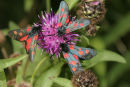 06-7181 - 5 Spot Burnet Moth (Zygaena trifolii) Low Barnes Nature Reserve, County Durham